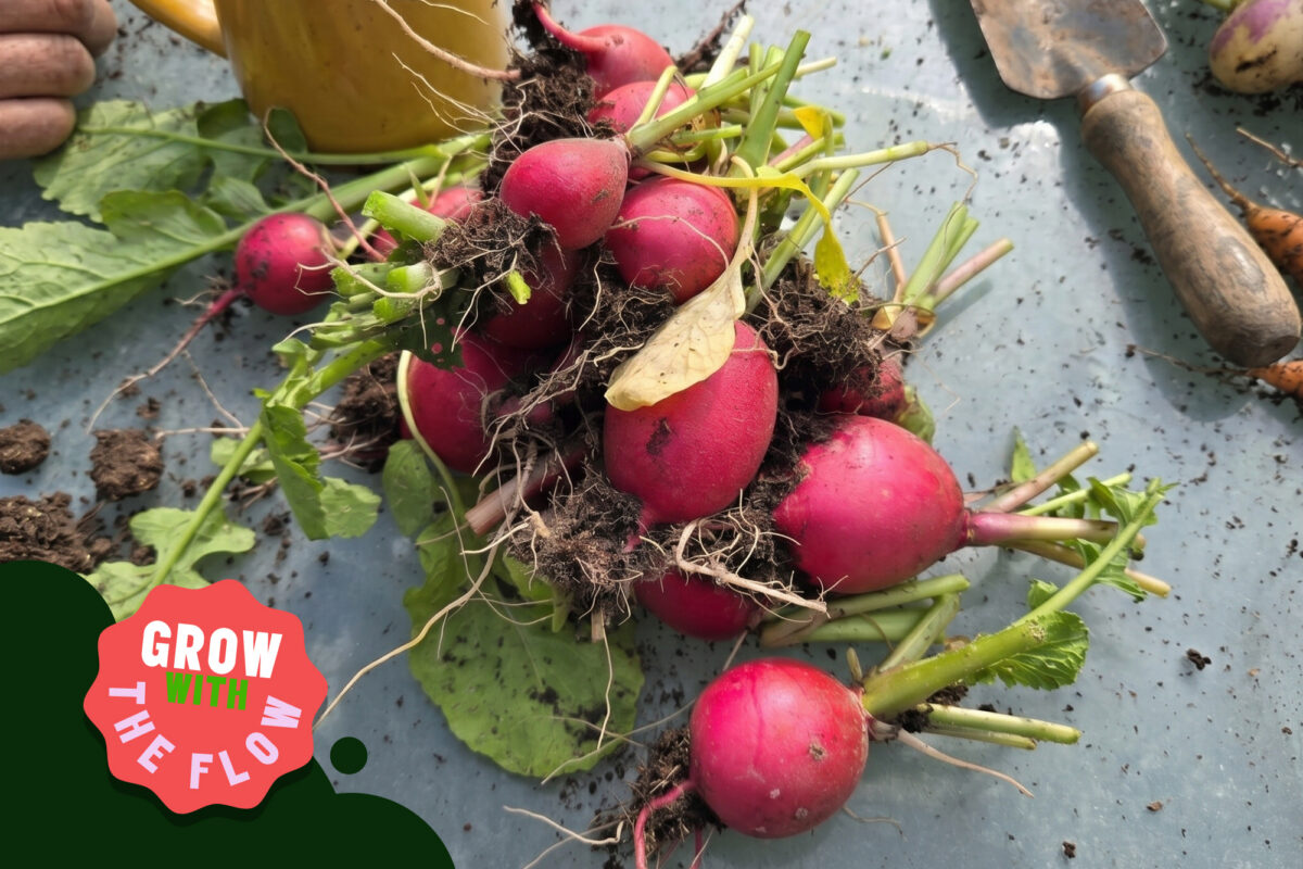 Growing Progress: Harvest Time and New Beginnings at the Lotty