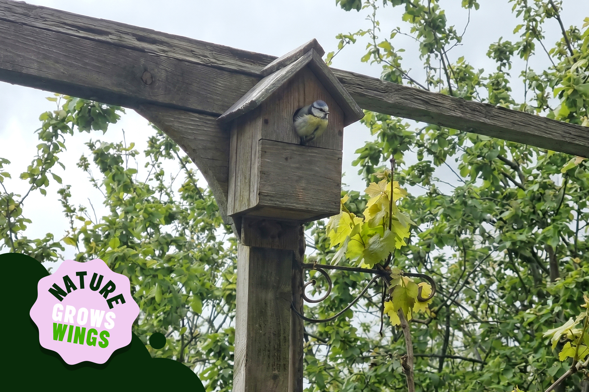 Nature Grows Wings: Welcoming New Life at Lanzalotty
